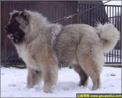 大高加索犬 - 体型巨大的 高加索犬 
