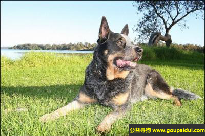 找狗，澳洲牧牛犬 - 机智、看守能力强，它是一只非常可爱的宠物狗狗，希望它早日回家，不要变成流浪狗。