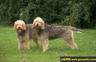 【青岛找狗】，奥达猎犬 - 极端灵敏的嗅觉，它是一只非常可爱的宠物狗狗，希望它早日回家，不要变成流浪狗。