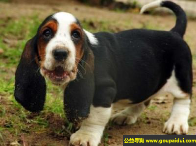 【青岛找狗】，阿提桑诺曼底短腿犬 - 勇敢而任性，它是一只非常可爱的宠物狗狗，希望它早日回家，不要变成流浪狗。