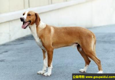 【青岛找狗】，波萨维茨猎犬 - 温顺、活泼，忠于自己的主人，它是一只非常可爱的宠物狗狗，希望它早日回家，不要变成流浪狗。