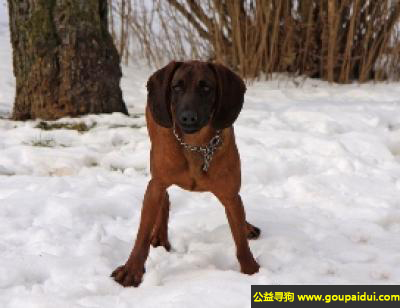 【青岛找狗】，巴伐利亚山嗅猎犬 - 冷静、忠于自己的主人，它是一只非常可爱的宠物狗狗，希望它早日回家，不要变成流浪狗。