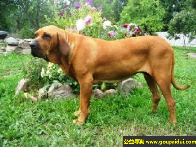 【青岛找狗】，巴西獒犬 - 对主人顺从，对孩子温和，它是一只非常可爱的宠物狗狗，希望它早日回家，不要变成流浪狗。