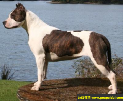 【青岛找狗】，比特犬 - 强壮、自信、友好，它是一只非常可爱的宠物狗狗，希望它早日回家，不要变成流浪狗。