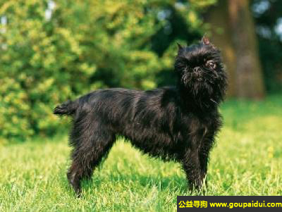 【青岛找狗】，比利时猎犬 - 喜欢跑步、撒欢、嬉戏，它是一只非常可爱的宠物狗狗，希望它早日回家，不要变成流浪狗。