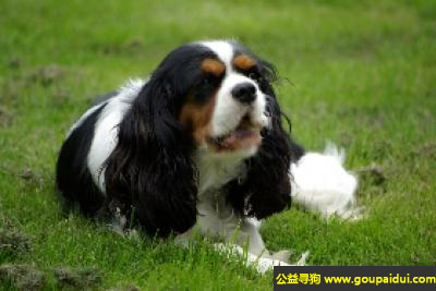 【青岛找狗】，查尔斯王小猎犬 - 温和、喜欢与人接近，它是一只非常可爱的宠物狗狗，希望它早日回家，不要变成流浪狗。