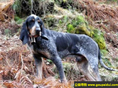 【青岛找狗】，大加斯科涅猎犬 - 友善忠诚，天才猎手，它是一只非常可爱的宠物狗狗，希望它早日回家，不要变成流浪狗。