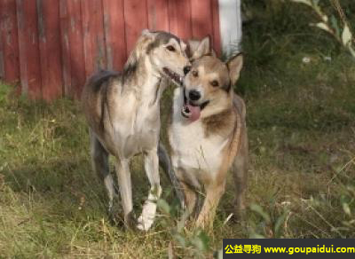 【青岛找狗】，东西伯利亚莱犬 - 活泼警惕，稳重倔强，它是一只非常可爱的宠物狗狗，希望它早日回家，不要变成流浪狗。