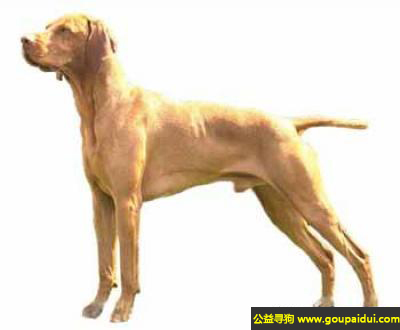 【青岛找狗】， 短毛意大利猎犬 - 顽强、耐力持久，活泼，它是一只非常可爱的宠物狗狗，希望它早日回家，不要变成流浪狗。
