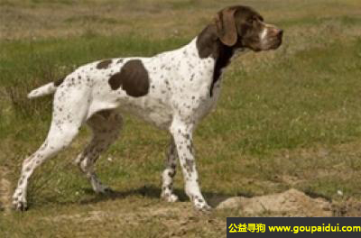 【青岛找狗】，法国比利牛斯指示犬 - 是一种具有追踪本能的猎犬，它是一只非常可爱的宠物狗狗，希望它早日回家，不要变成流浪狗。