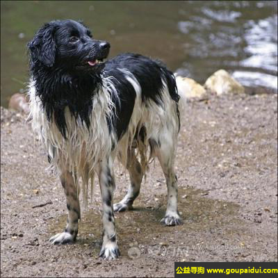 【青岛找狗】，佛瑞斯安水犬 - 安静且性格顽固，它是一只非常可爱的宠物狗狗，希望它早日回家，不要变成流浪狗。