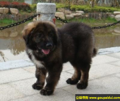 【青岛找狗】，高加索牧羊犬 - 身躯强壮，抗病力强，它是一只非常可爱的宠物狗狗，希望它早日回家，不要变成流浪狗。