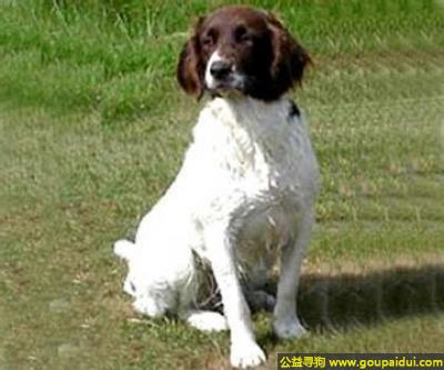 荷兰猎鸟犬 - 天性服从和顺，忠诚而聪明，它是一只非常可爱的宠物狗狗，希望它早日回家，不要变成流浪狗。