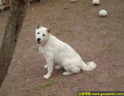 寻狗，韩国金刀犬 - 敏捷、力量、聪明、威严，它是一只非常可爱的宠物狗狗，希望它早日回家，不要变成流浪狗。