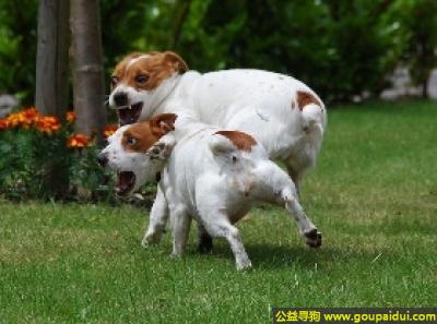 【青岛找狗】，杰克拉赛尔梗犬 - 活泼、机敏、警觉、聪明，它是一只非常可爱的宠物狗狗，希望它早日回家，不要变成流浪狗。