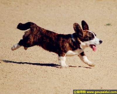 【青岛找狗】，卡迪根柯基 - 警觉、活跃且聪明，它是一只非常可爱的宠物狗狗，希望它早日回家，不要变成流浪狗。