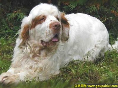 克伦勃猎犬 - 温和、忠诚、挚爱，它是一只非常可爱的宠物狗狗，希望它早日回家，不要变成流浪狗。