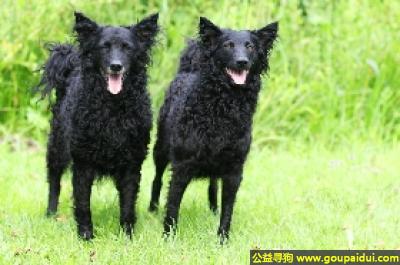 【青岛找狗】，克罗地亚牧羊犬 - 积极，温和，易于训练，它是一只非常可爱的宠物狗狗，希望它早日回家，不要变成流浪狗。