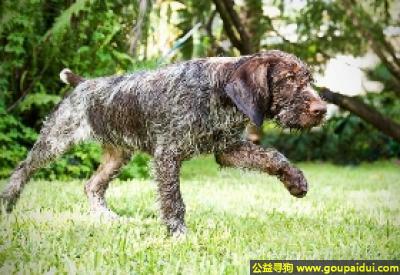 青岛寻狗网，考特哈尔斯波音达大猎犬 - 优秀的猎手，它是一只非常可爱的宠物狗狗，希望它早日回家，不要变成流浪狗。
