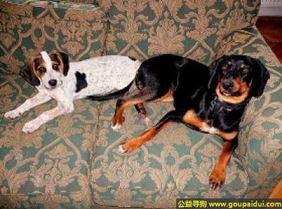 【青岛找狗】，蒙特内哥罗山猎犬 - 温顺、值得信赖的犬，它是一只非常可爱的宠物狗狗，希望它早日回家，不要变成流浪狗。
