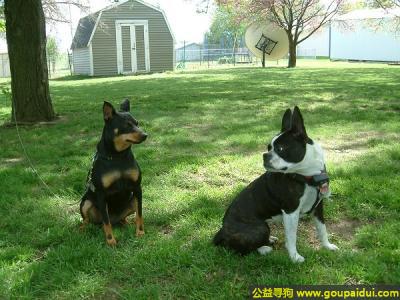 【青岛找狗】，迷你品 - 高傲、有活力且警惕，它是一只非常可爱的宠物狗狗，希望它早日回家，不要变成流浪狗。