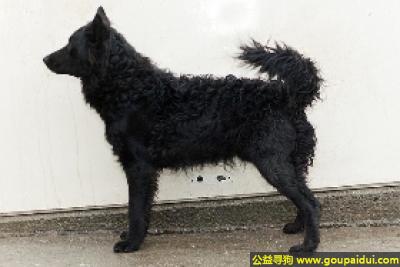 【青岛找狗】，马地犬 - 聪明，机警，行动敏捷，它是一只非常可爱的宠物狗狗，希望它早日回家，不要变成流浪狗。