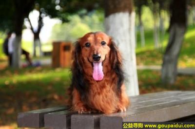 【青岛找狗】，迷你长毛腊肠犬 - 开朗、勇敢、忠于主人，它是一只非常可爱的宠物狗狗，希望它早日回家，不要变成流浪狗。