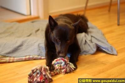 【青岛找狗】，挪威猎鹿犬 - 机敏，友善，它是一只非常可爱的宠物狗狗，希望它早日回家，不要变成流浪狗。