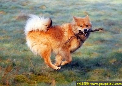 【青岛找狗】，欧亚大陆犬 - 特别会照看婴儿，它是一只非常可爱的宠物狗狗，希望它早日回家，不要变成流浪狗。