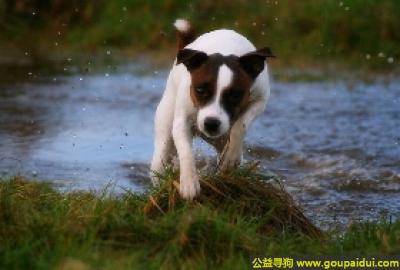 【青岛找狗】，帕森拉﹒罗赛尔犬 - 漂亮、敏捷，它是一只非常可爱的宠物狗狗，希望它早日回家，不要变成流浪狗。
