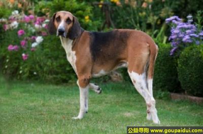 【青岛找狗】，佩狄芬犬 - 力量、优雅、轻盈，它是一只非常可爱的宠物狗狗，希望它早日回家，不要变成流浪狗。