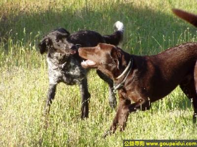 【青岛找狗】，皮卡第猎犬 - 优秀的水禽猎犬，它是一只非常可爱的宠物狗狗，希望它早日回家，不要变成流浪狗。
