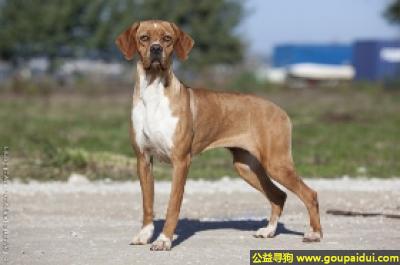 【青岛找狗】，葡萄牙指示犬 - 极其热情，非常顺从，它是一只非常可爱的宠物狗狗，希望它早日回家，不要变成流浪狗。