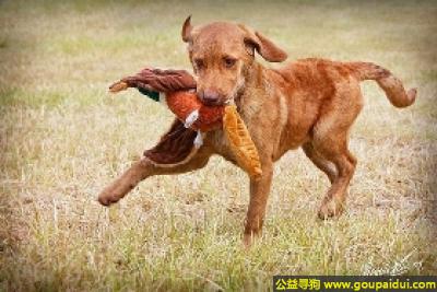 【青岛找狗】，切萨皮克湾寻猎犬 - 讨人喜欢、对人忠诚，它是一只非常可爱的宠物狗狗，希望它早日回家，不要变成流浪狗。