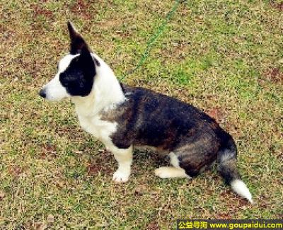 【青岛找狗】，瑞典柯基犬 - 聪明、有活力、容易喂养，它是一只非常可爱的宠物狗狗，希望它早日回家，不要变成流浪狗。