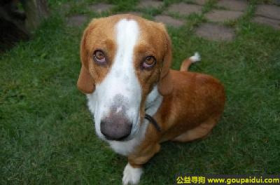 【青岛找狗】，瑞典腊肠犬 - 聪明、喜欢活动，它是一只非常可爱的宠物狗狗，希望它早日回家，不要变成流浪狗。