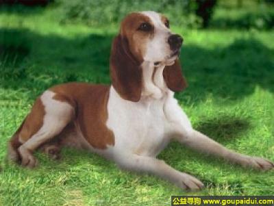 【青岛找狗】，瑞士猎犬 - 敏感，对主人温顺，它是一只非常可爱的宠物狗狗，希望它早日回家，不要变成流浪狗。