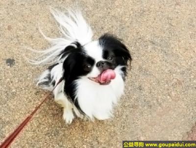 【青岛找狗】，日本狆犬 - 警觉、机灵、活泼，它是一只非常可爱的宠物狗狗，希望它早日回家，不要变成流浪狗。