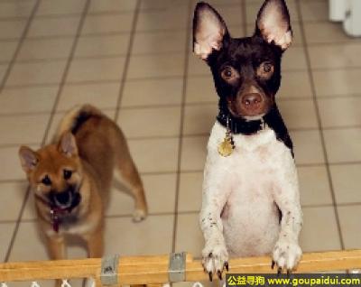 【青岛找狗】，日本梗 - 聪明、戒备心较强，它是一只非常可爱的宠物狗狗，希望它早日回家，不要变成流浪狗。