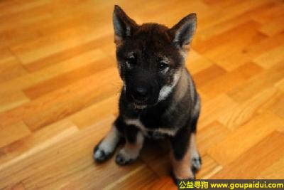 【青岛找狗】，四国犬 - 温顺、勇敢固执、对主人很温柔，它是一只非常可爱的宠物狗狗，希望它早日回家，不要变成流浪狗。