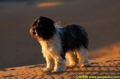 【青岛找狗】，斯恰潘道斯犬 - 有耐力的跳高能手，它是一只非常可爱的宠物狗狗，希望它早日回家，不要变成流浪狗。