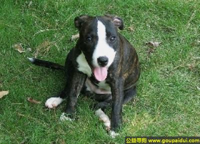 【青岛找狗】，斯塔福郡斗牛梗犬 - 忠心耿耿、老实听话，它是一只非常可爱的宠物狗狗，希望它早日回家，不要变成流浪狗。