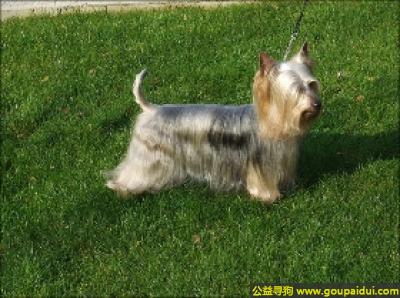 【青岛找狗】，丝毛梗 - 反应快、友好、敏感，它是一只非常可爱的宠物狗狗，希望它早日回家，不要变成流浪狗。