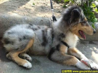 【青岛找狗】，苏牧犬 - 柔韧、结实、积极，它是一只非常可爱的宠物狗狗，希望它早日回家，不要变成流浪狗。