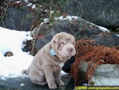 【青岛找狗】，沙皮犬 - 威严、贵族气质、愁眉不展，它是一只非常可爱的宠物狗狗，希望它早日回家，不要变成流浪狗。