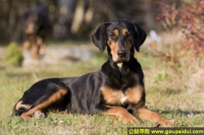 【青岛找狗】，提洛尔猎犬 - 稳定、热情，嗅觉灵敏，它是一只非常可爱的宠物狗狗，希望它早日回家，不要变成流浪狗。