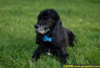 【青岛找狗】，田野猎犬 - 可爱、独立且聪明，它是一只非常可爱的宠物狗狗，希望它早日回家，不要变成流浪狗。