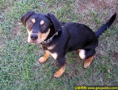【青岛找狗】，特兰西瓦尼亚猎犬 - 方向感精确、万能猎犬，它是一只非常可爱的宠物狗狗，希望它早日回家，不要变成流浪狗。