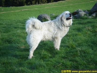 【青岛找狗】，泰托拉牧羊犬 - 对主人忠诚、对孩子友善，它是一只非常可爱的宠物狗狗，希望它早日回家，不要变成流浪狗。