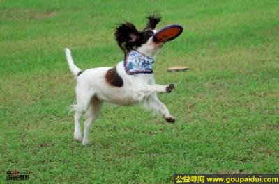 【青岛找狗】，威尔士史宾格犬 - 友善、稳重，它是一只非常可爱的宠物狗狗，希望它早日回家，不要变成流浪狗。